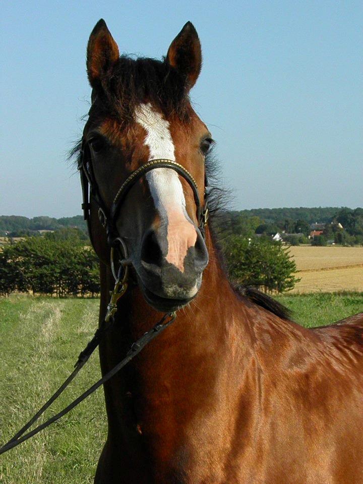 DSP Fredbo´s Rondo Royal<3 billede 13