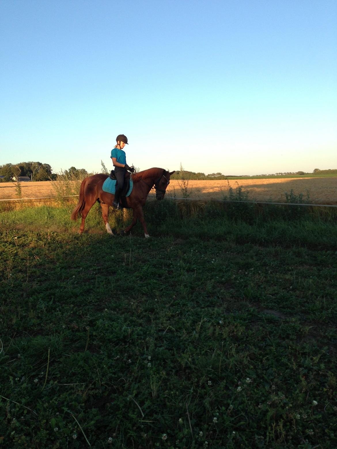Anden særlig race Cody. billede 19