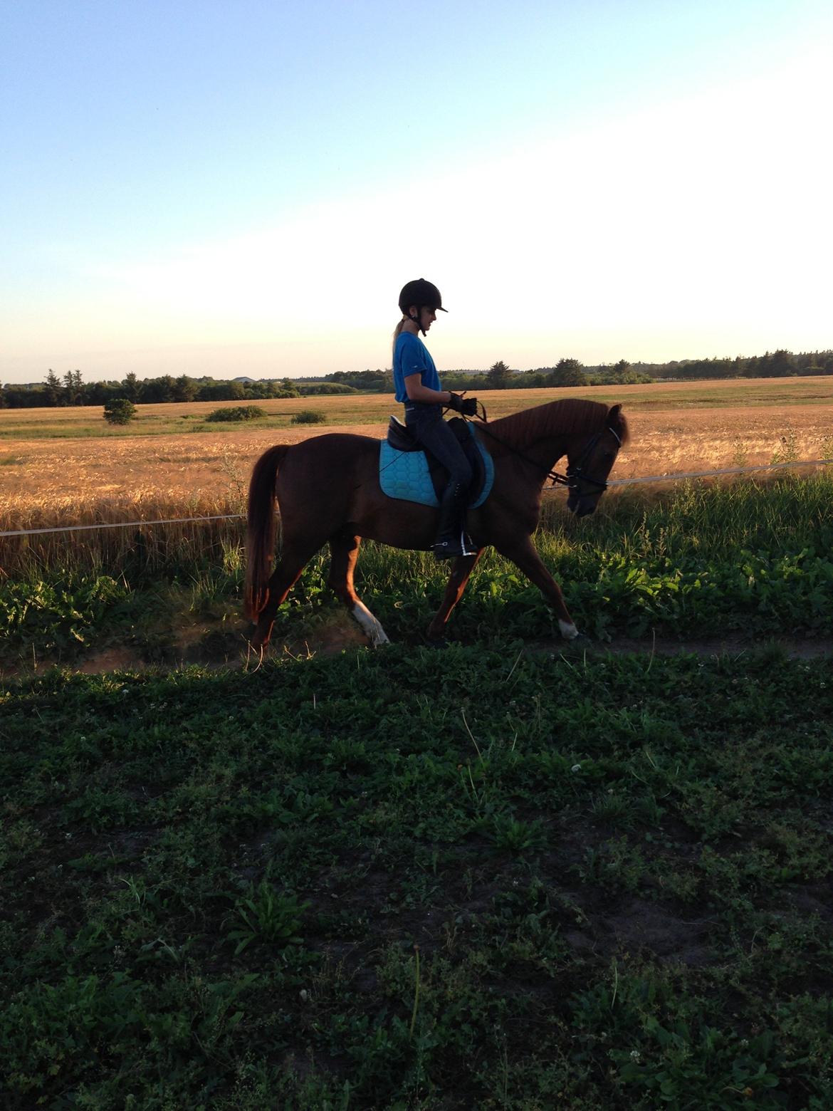 Anden særlig race Cody. billede 20