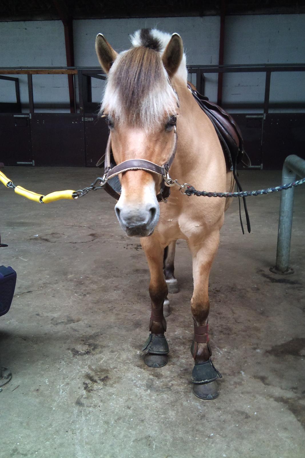 Fjordhest tronelunds sandre - skønne hest <3 billede 8
