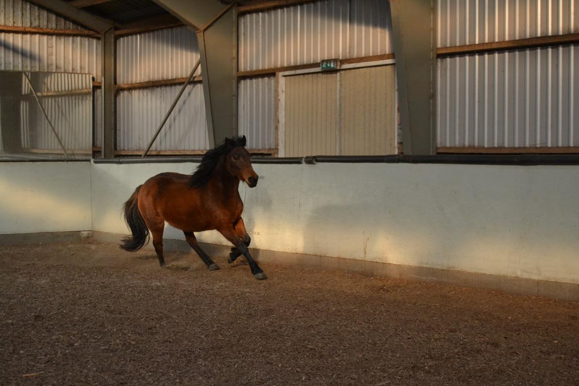 DSP Gry Annerup - Galop træning fra jorden 2013 :-) billede 11