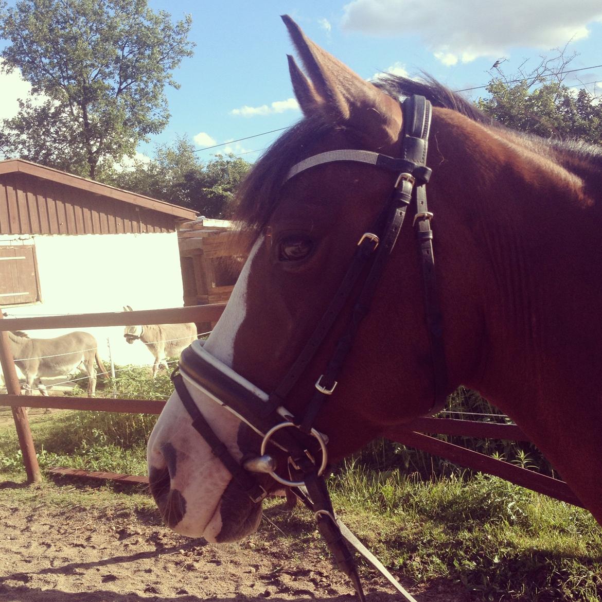 DSP Haahr's Tala billede 9