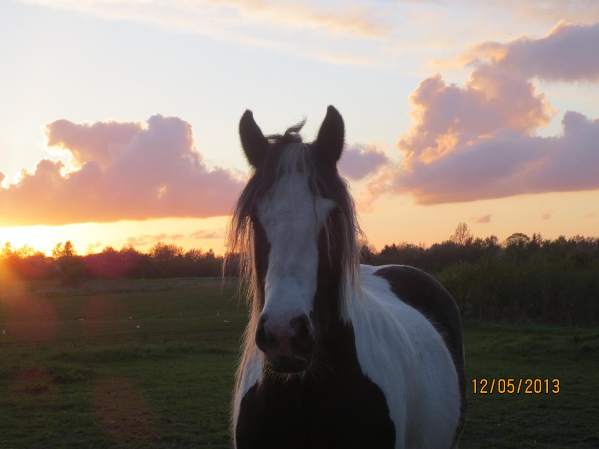 Irish Cob Beauty billede 18