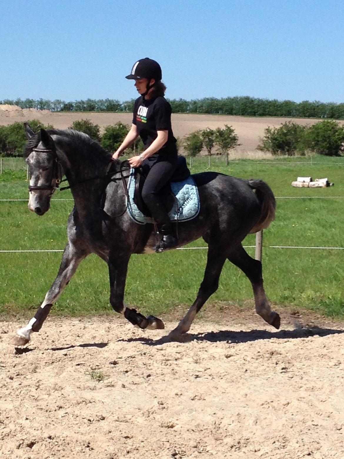 Hollandsk Varmblod Diana billede 1