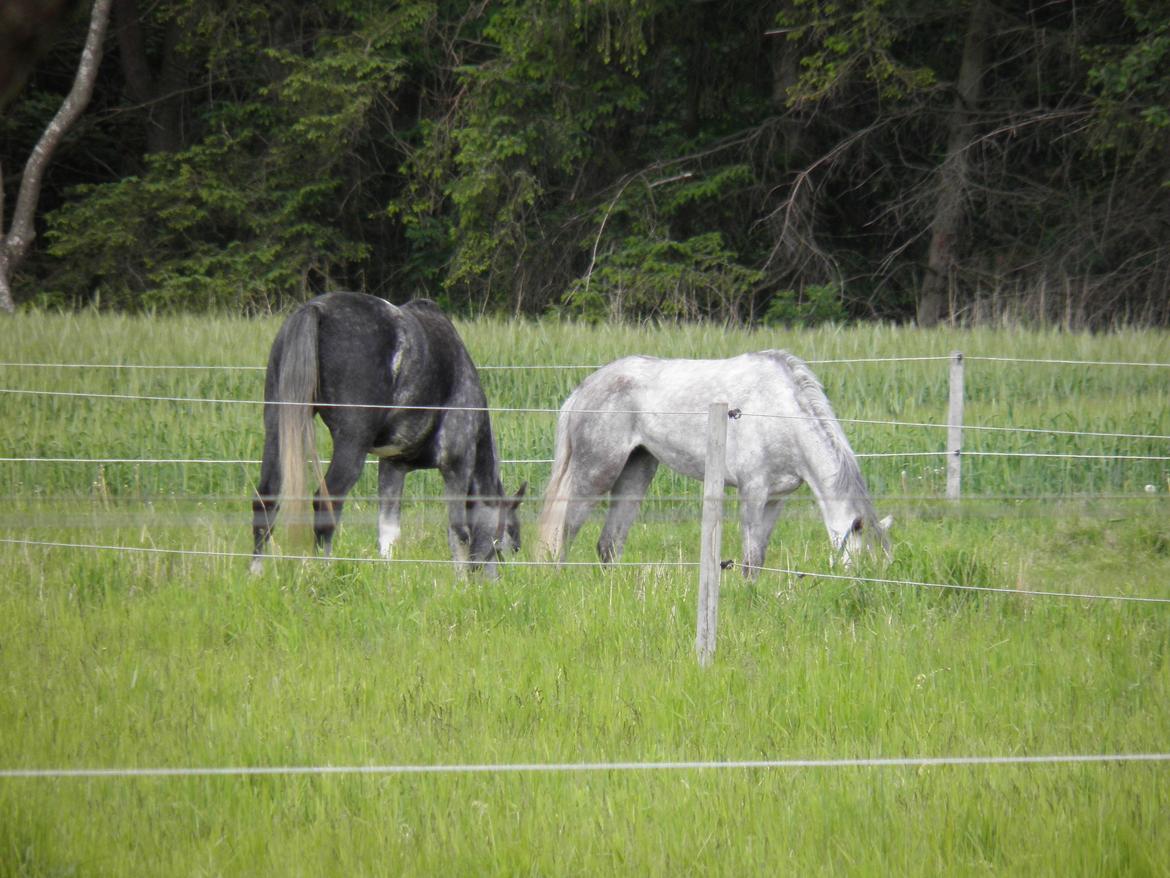 Hollandsk Varmblod Diana billede 2