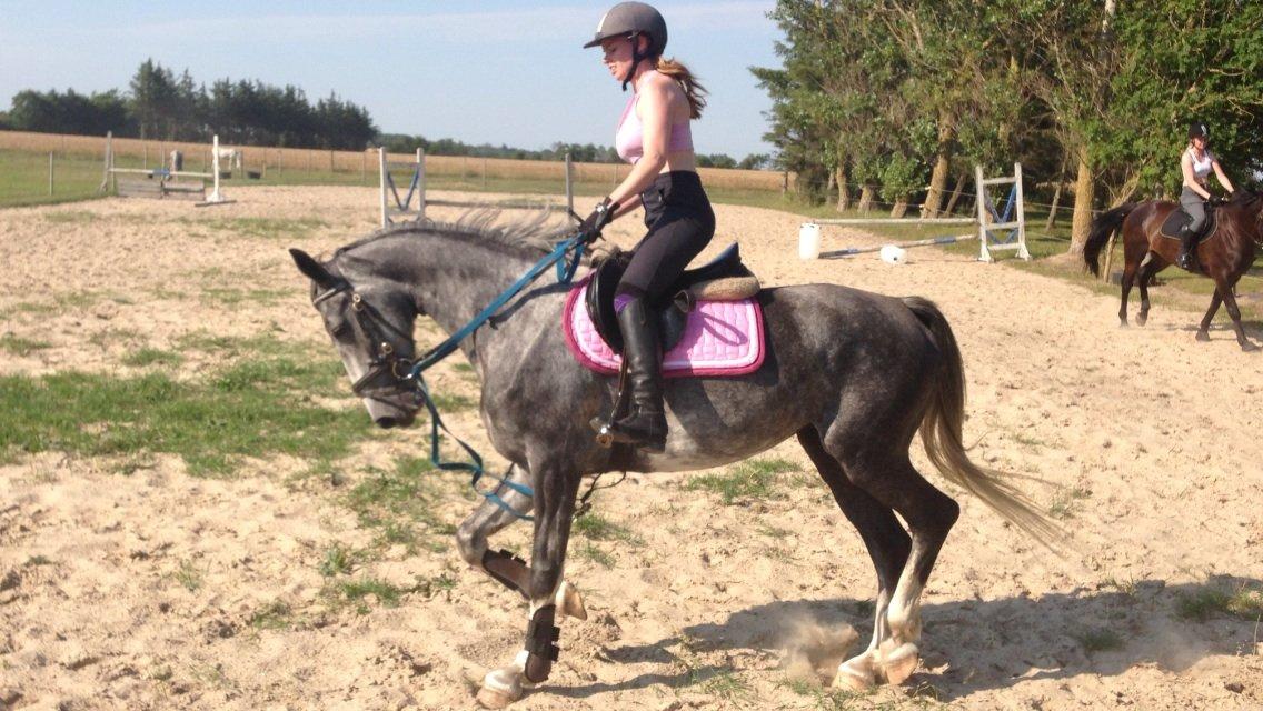 Hollandsk Varmblod Diana billede 3