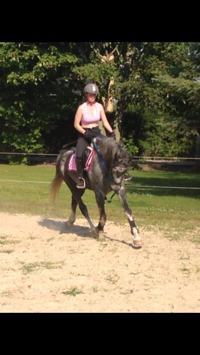 Hollandsk Varmblod Diana billede 4