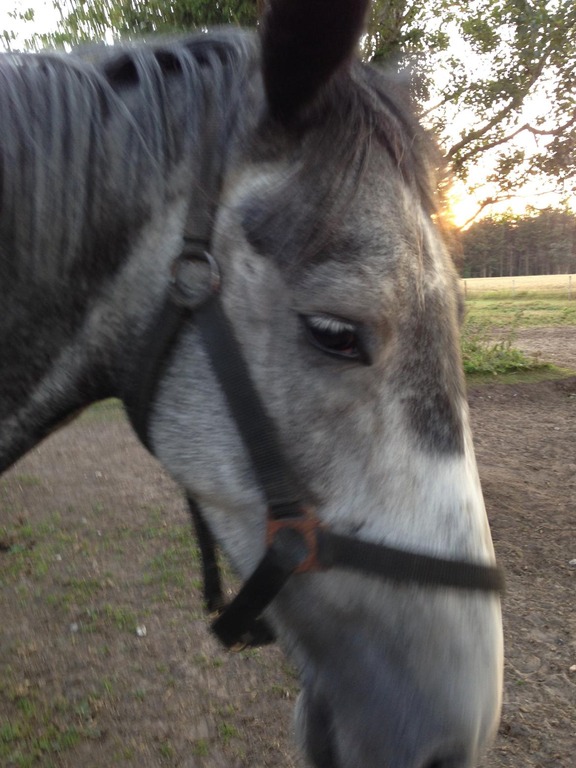 Hollandsk Varmblod Diana billede 5