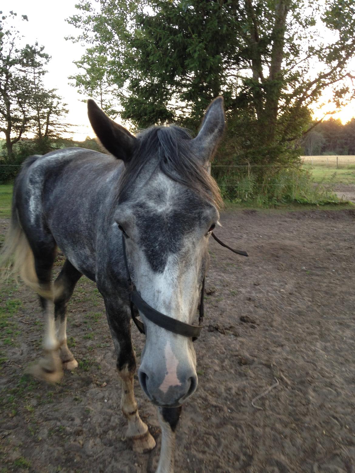 Hollandsk Varmblod Diana billede 6