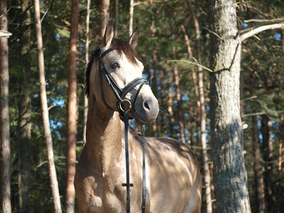 DSP Jægersborgs Mr. Darcy billede 14