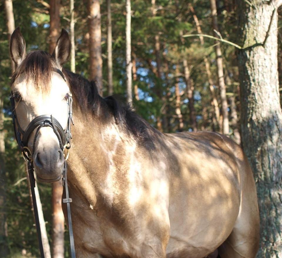 DSP Jægersborgs Mr. Darcy billede 16