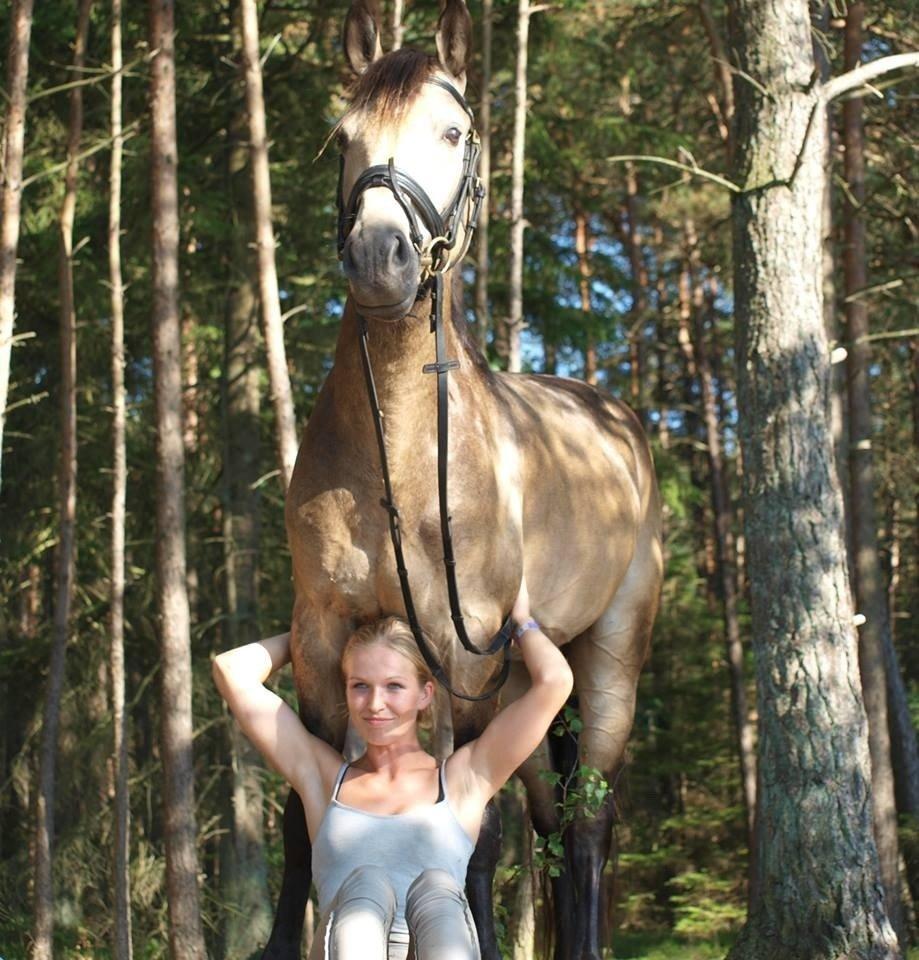 DSP Jægersborgs Mr. Darcy billede 18