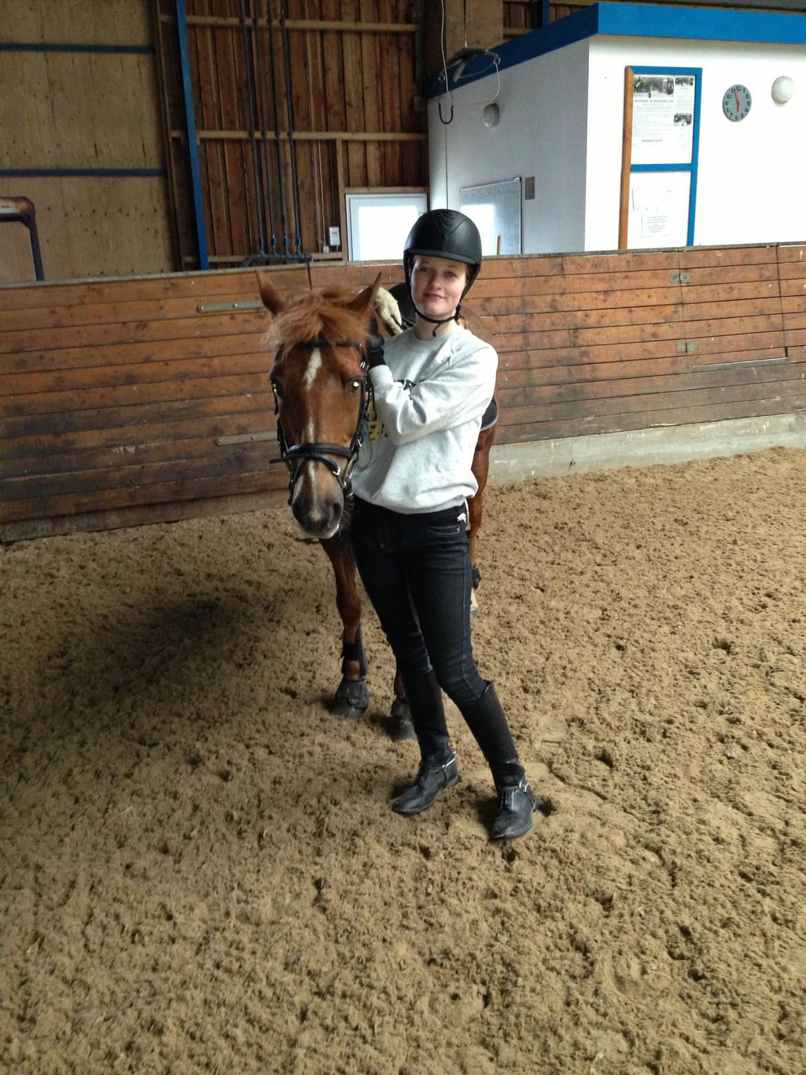 Tysk Sportspony Gizmo billede 9