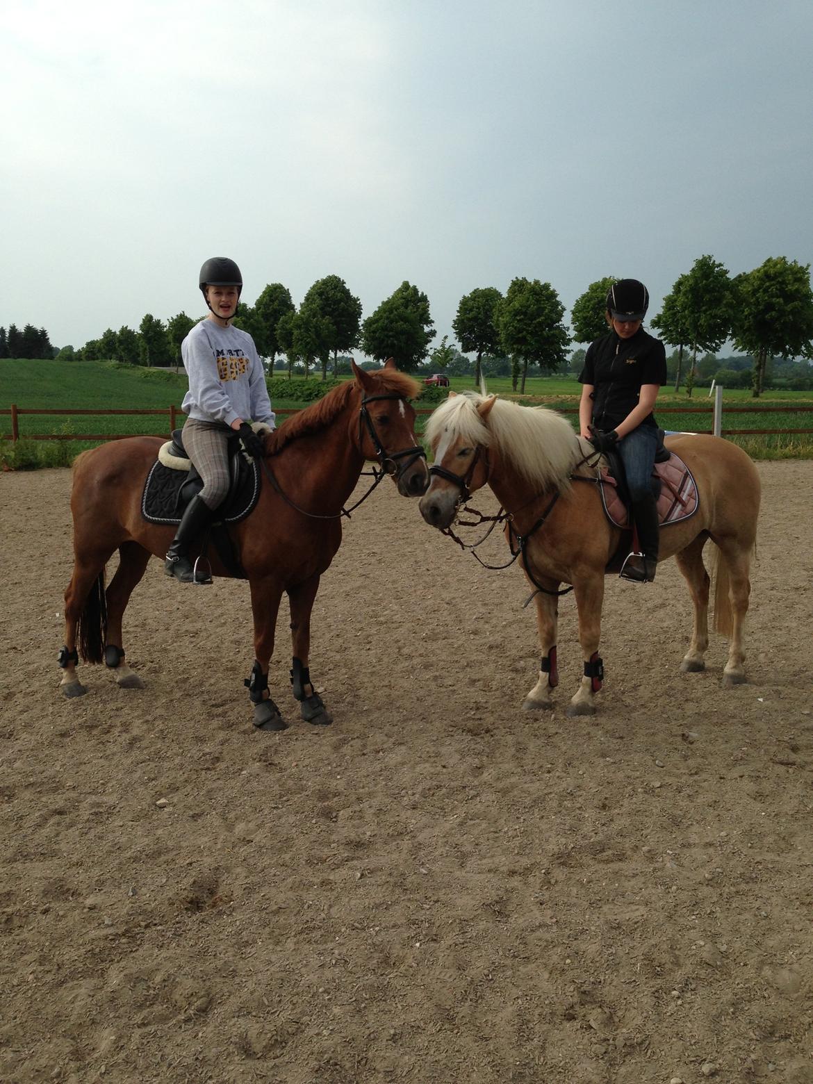 Tysk Sportspony Gizmo billede 2