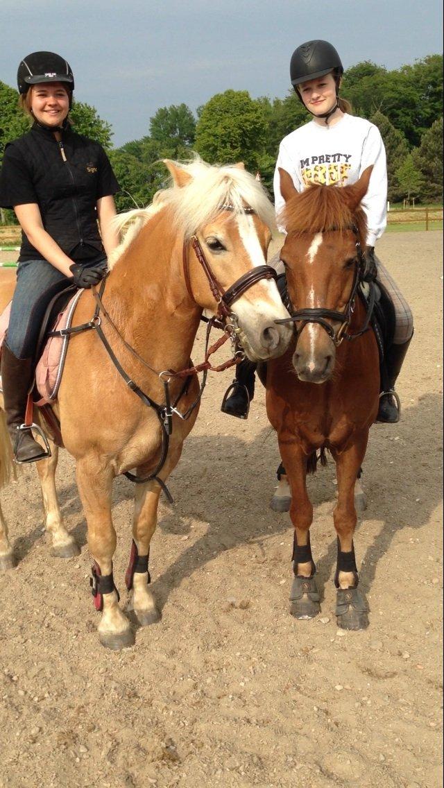 Tysk Sportspony Gizmo billede 3