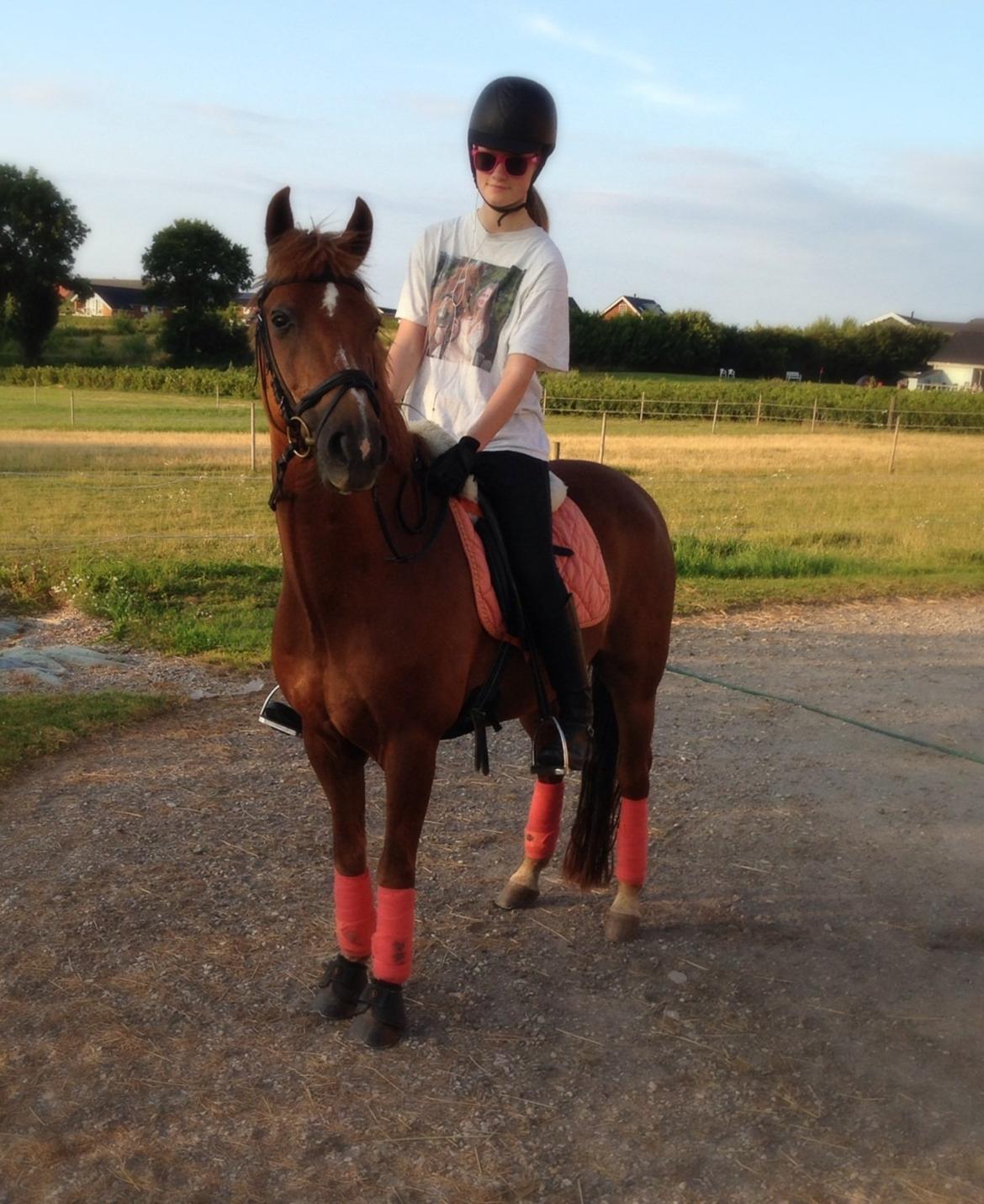 Tysk Sportspony Gizmo billede 4