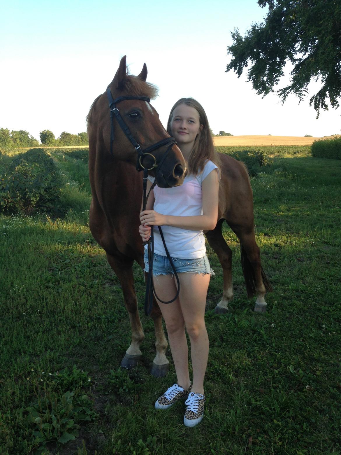 Tysk Sportspony Gizmo billede 5