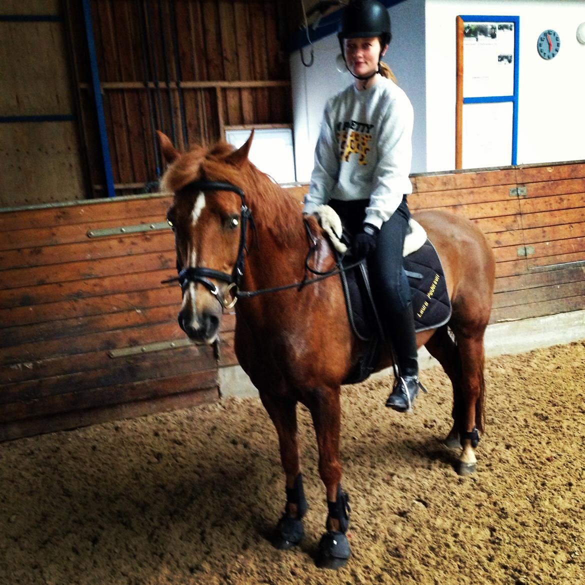 Tysk Sportspony Gizmo billede 6