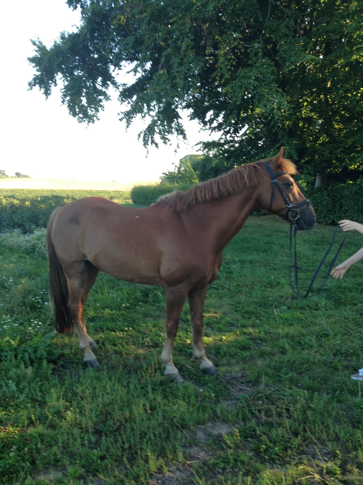 Tysk Sportspony Gizmo billede 7