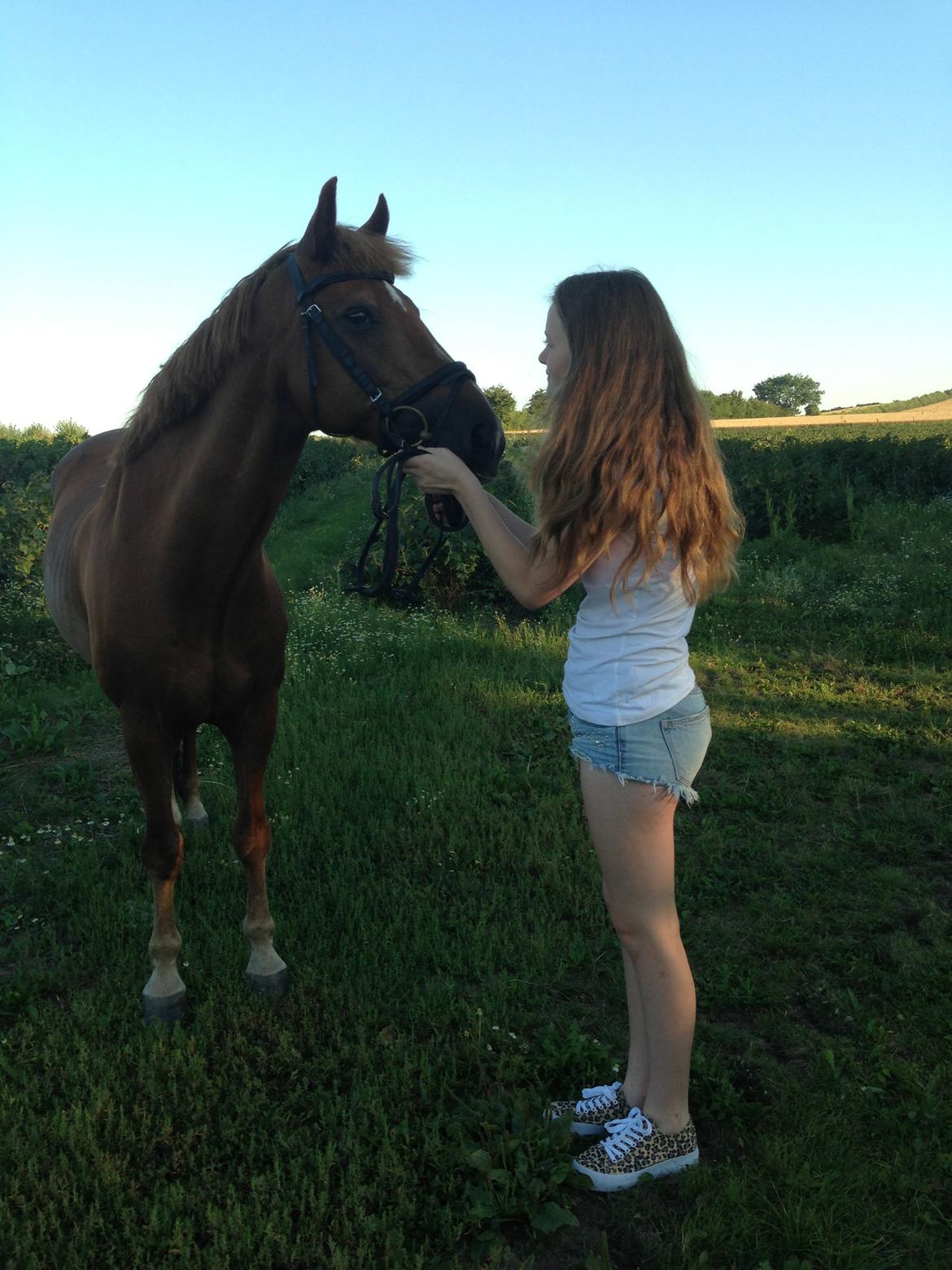 Tysk Sportspony Gizmo billede 8