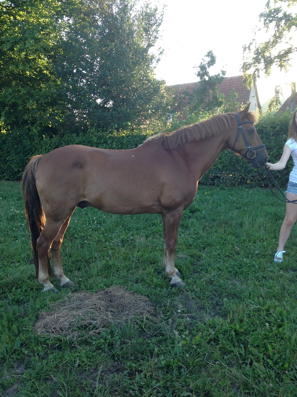 Tysk Sportspony Gizmo billede 11