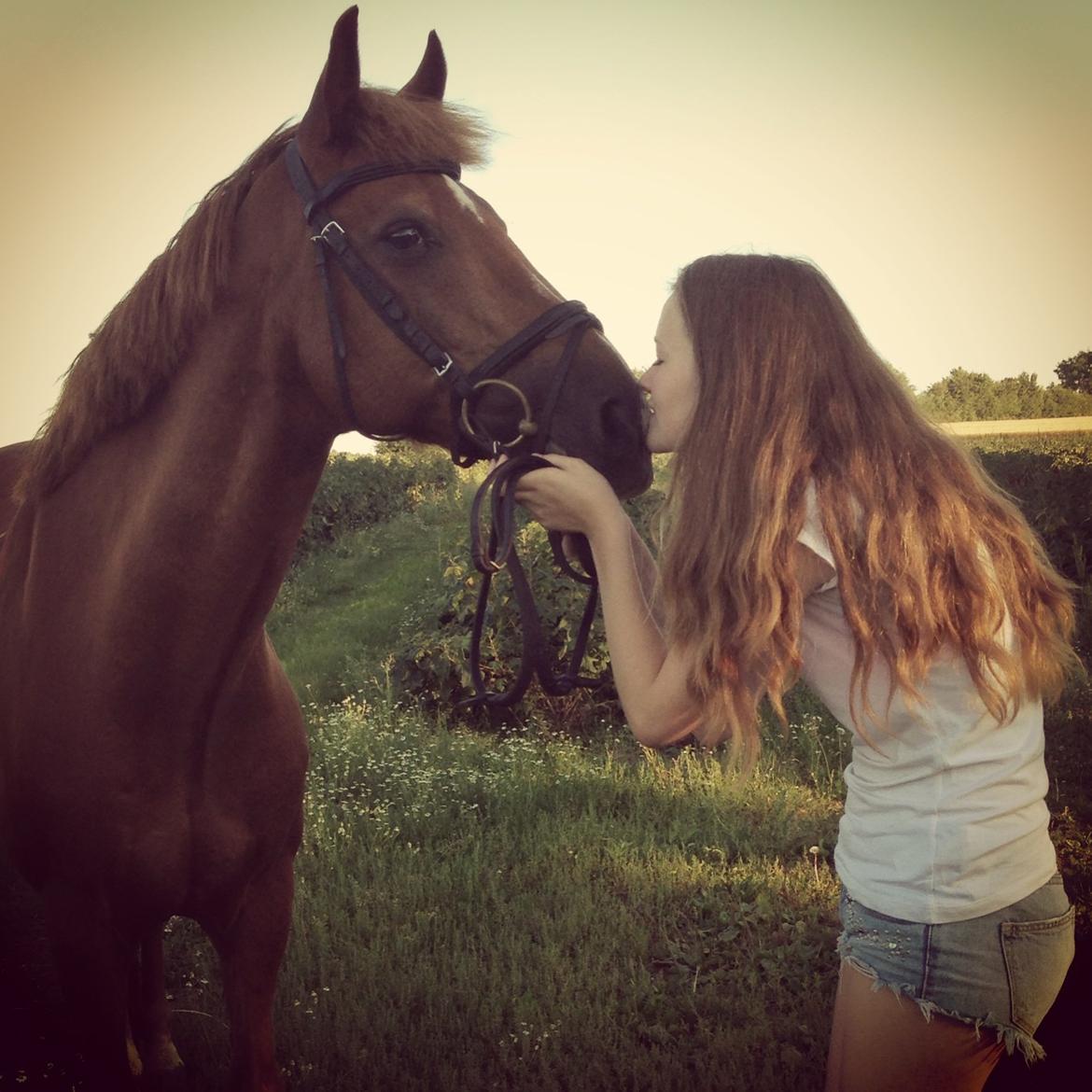 Tysk Sportspony Gizmo billede 13