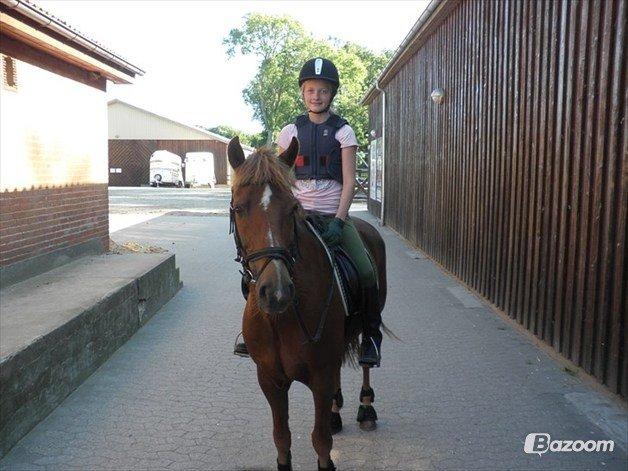 Tysk Sportspony Gizmo billede 12