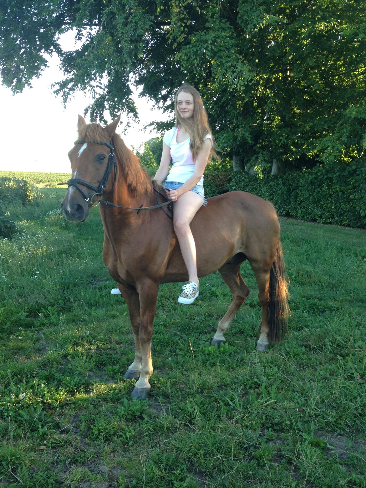 Tysk Sportspony Gizmo billede 15