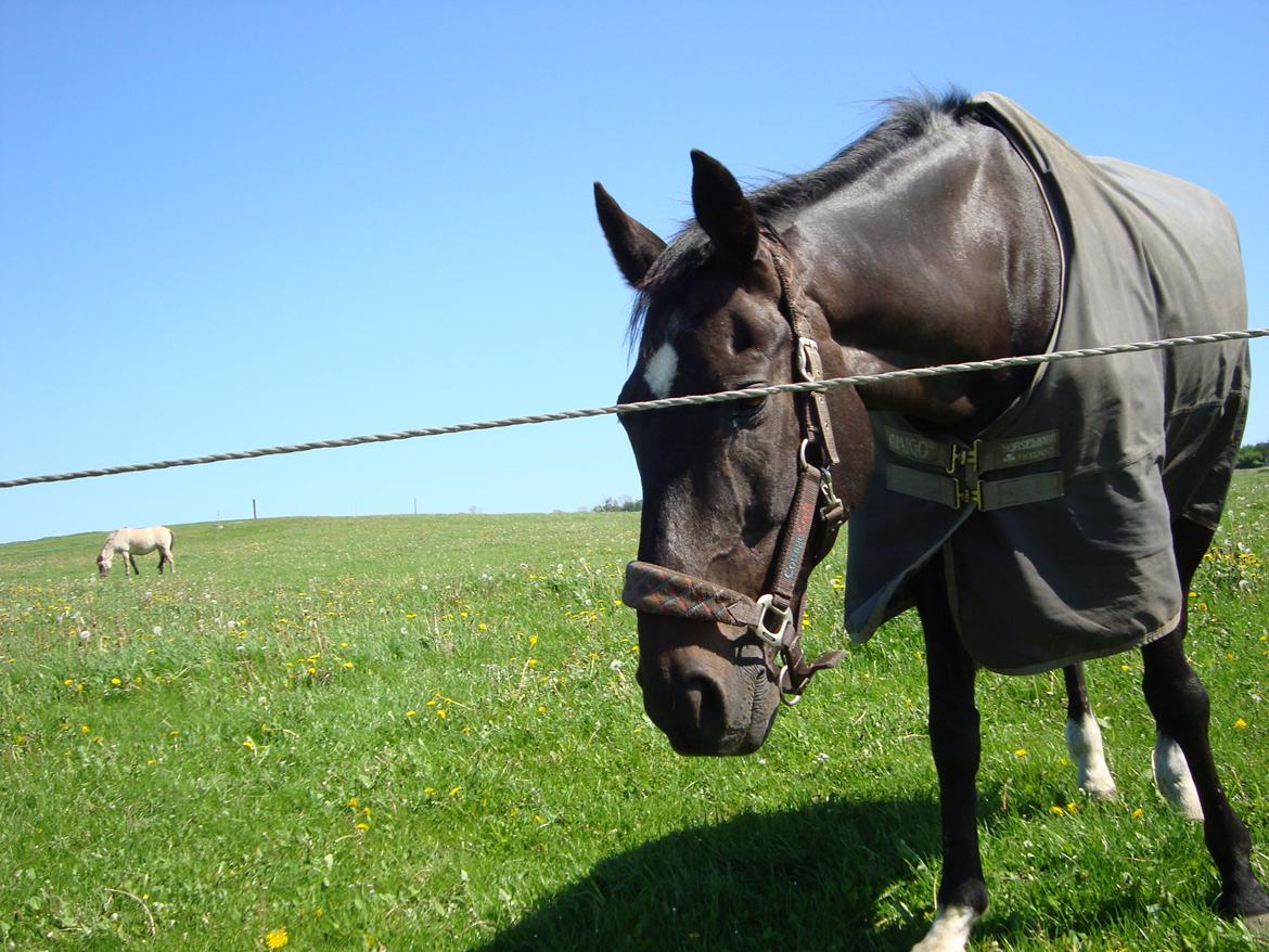 Dansk Varmblod Thunder Fairy billede 1