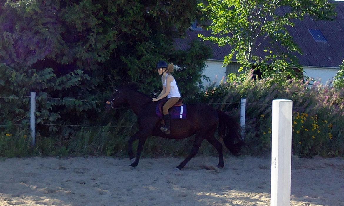 Dansk Varmblod Rughavens Linetta *Damphesten* billede 2