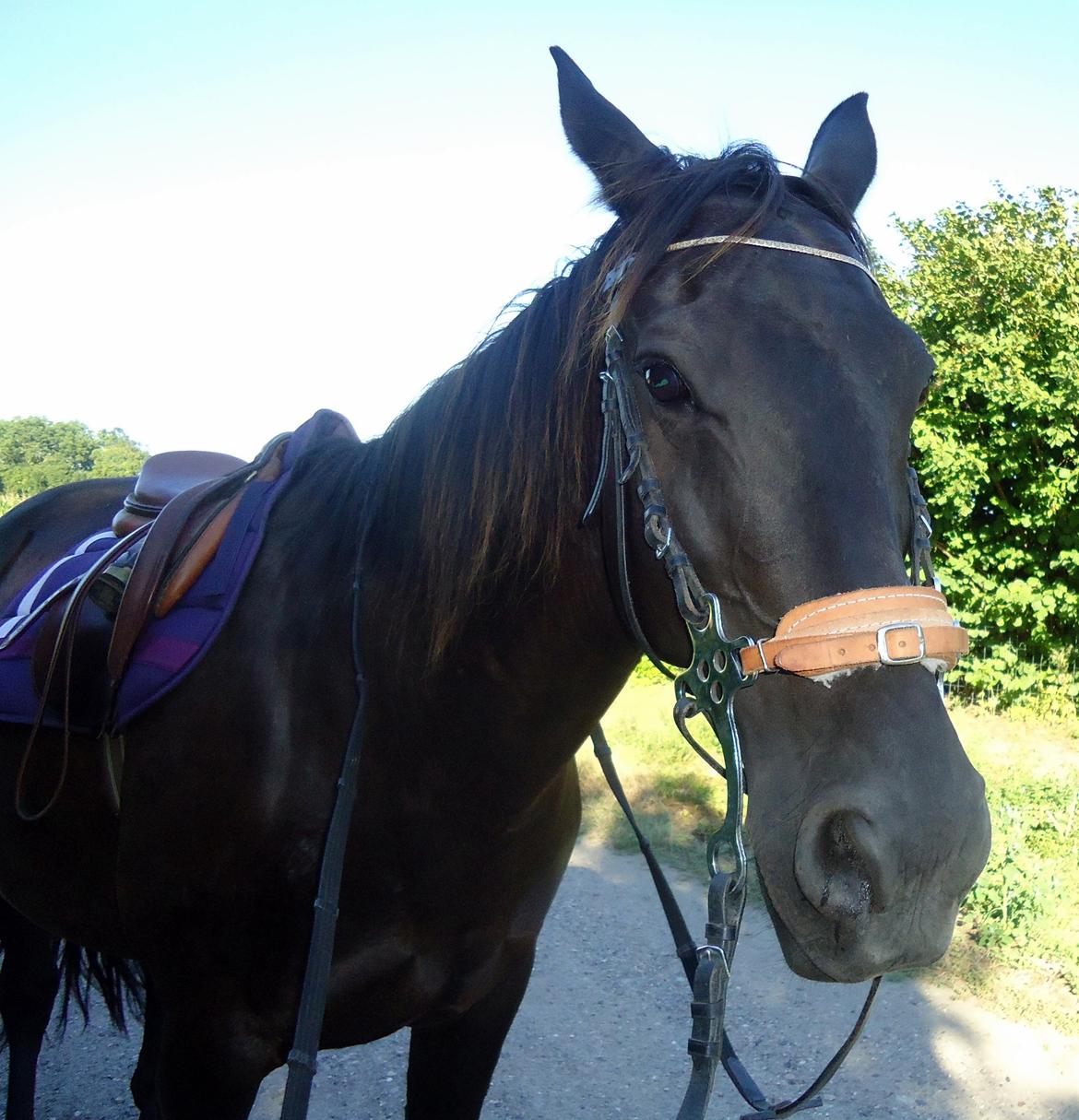 Dansk Varmblod Rughavens Linetta *Damphesten* billede 4