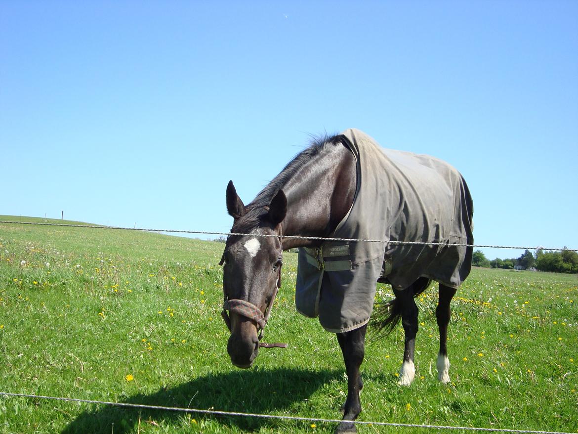 Dansk Varmblod Thunder Fairy billede 2