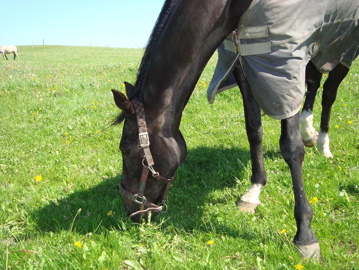 Dansk Varmblod Thunder Fairy billede 3