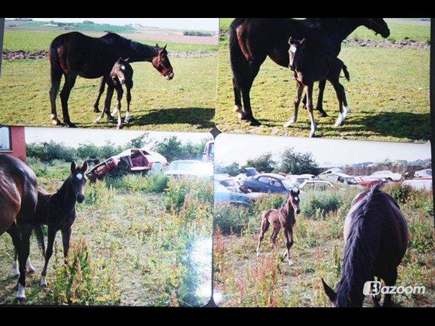 Dansk Varmblod Thunder Fairy billede 4