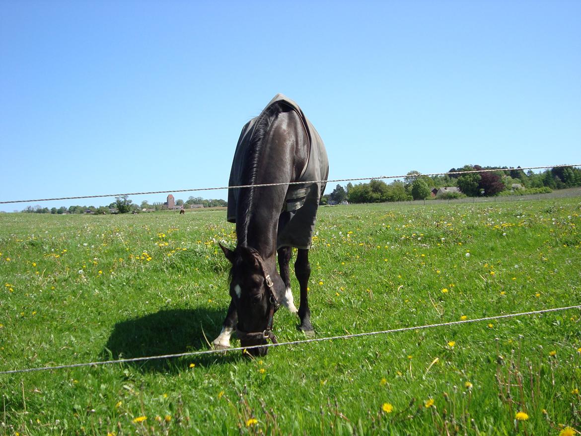 Dansk Varmblod Thunder Fairy billede 5