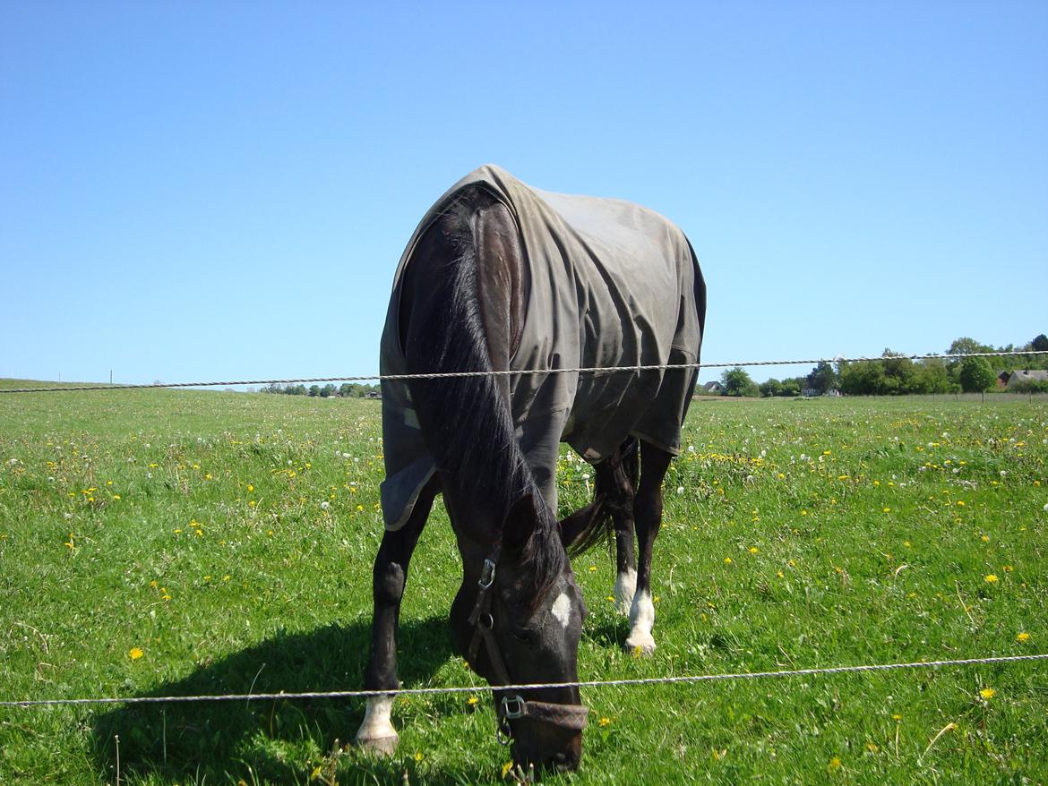 Dansk Varmblod Thunder Fairy billede 6