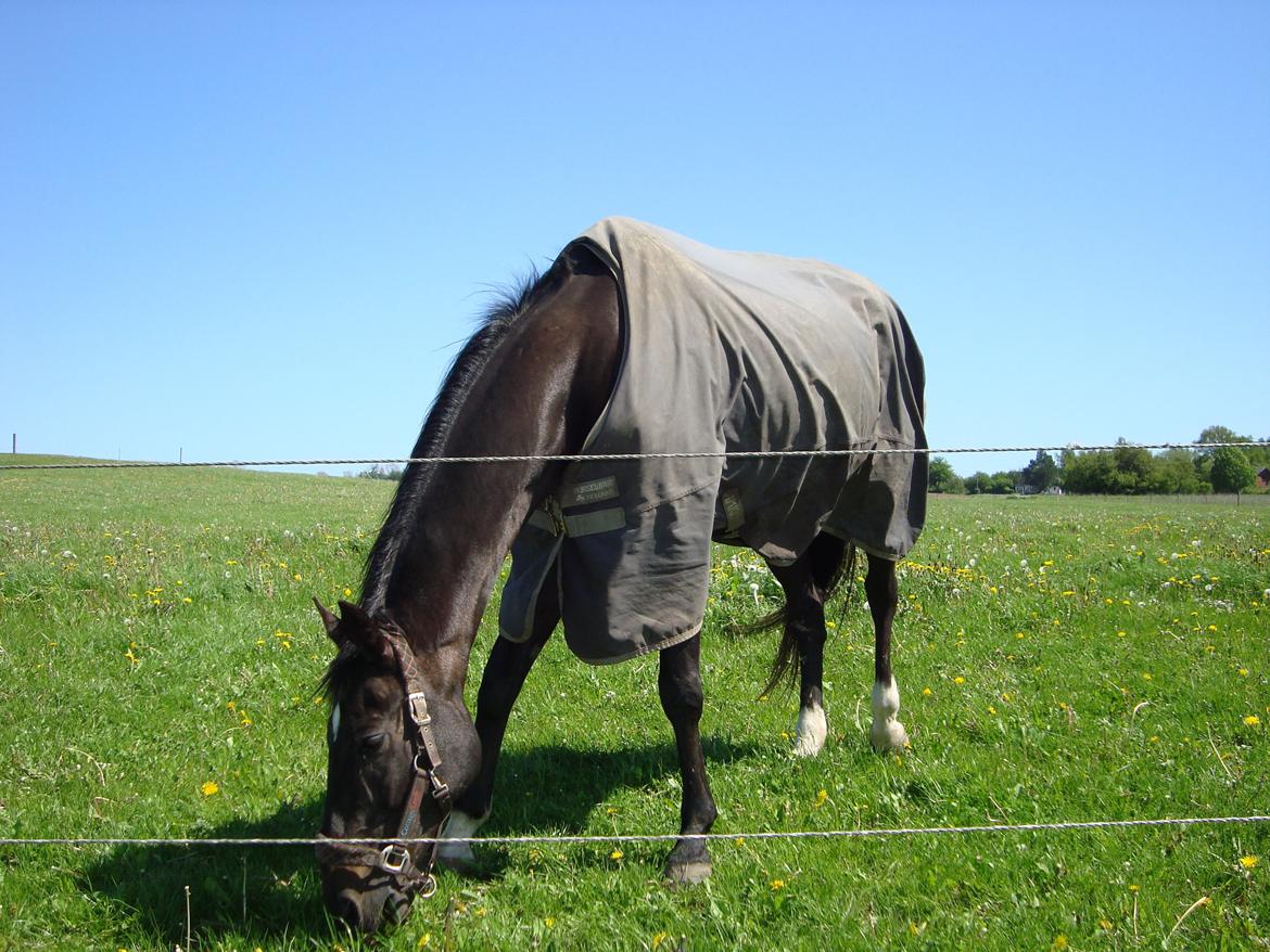 Dansk Varmblod Thunder Fairy billede 7