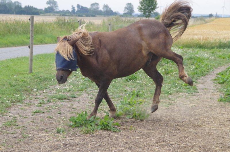 Anden særlig race Anton (den søde ''rullepølse'') billede 16