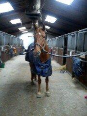 Anden særlig race shaheen cubic - skønne hest du lyser virkelig min verden op <3 billede 12