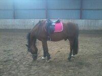 New Forest Nubbi M  - Hvem siger en vallak ik kan gå med lyserød? billede 11