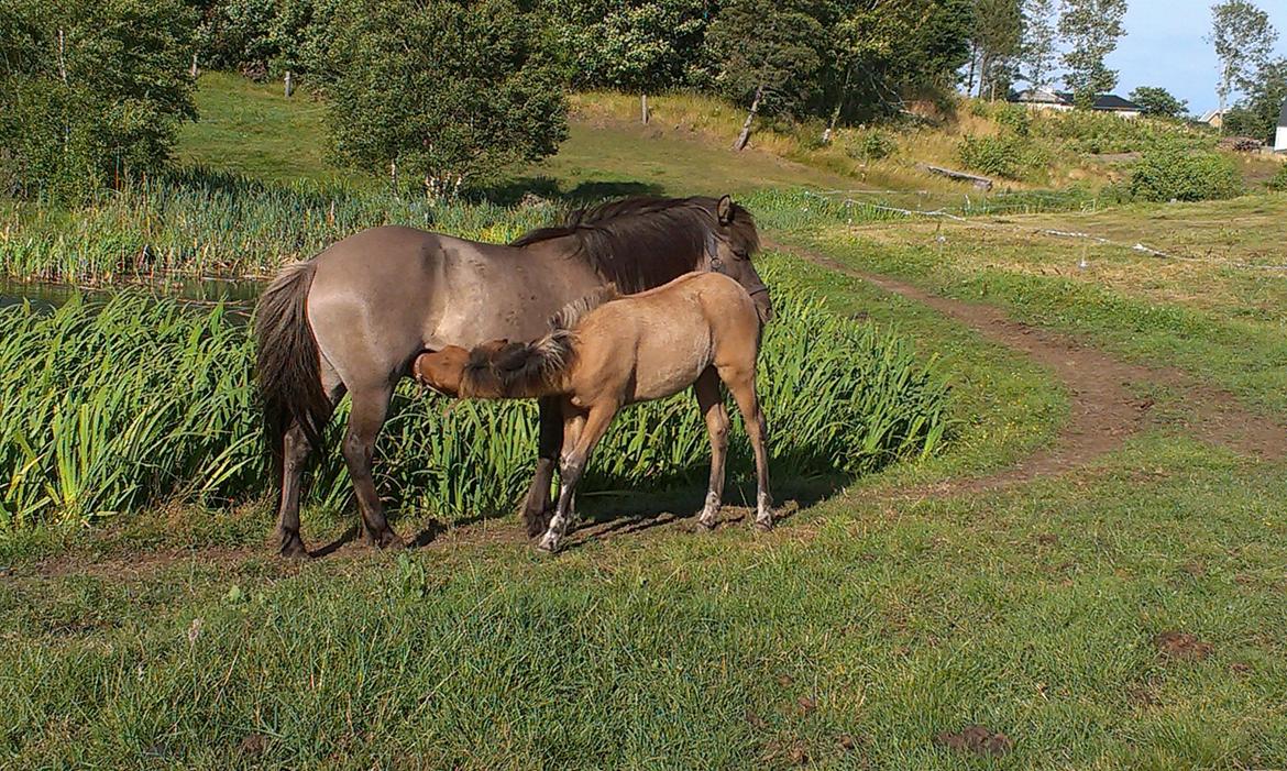 Islænder Vorperla fra Bjergby - 3 mdr gammel. Hygge med mor foran søen billede 6