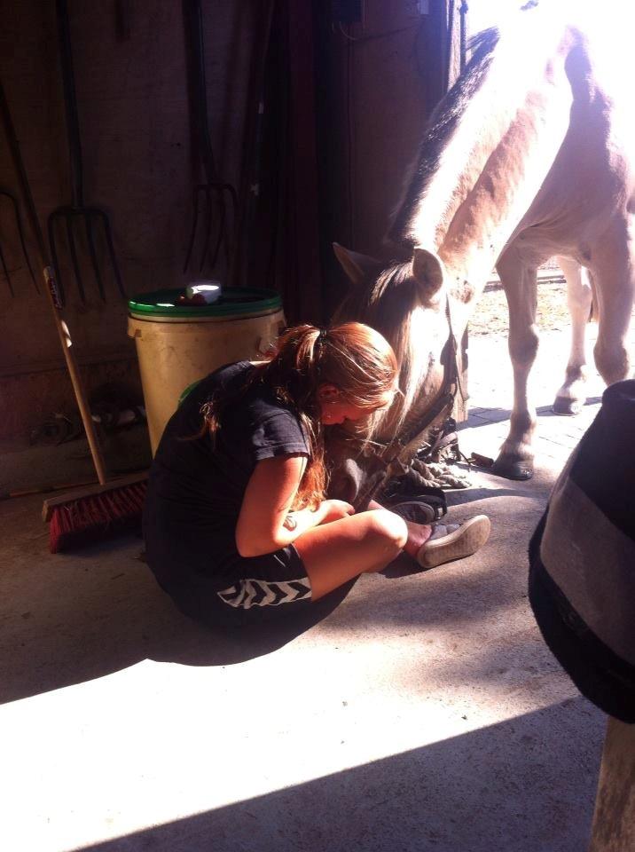 Fjordhest Cox Tidselbjerg*stjernen* - Min lille skat! <3 billede 20