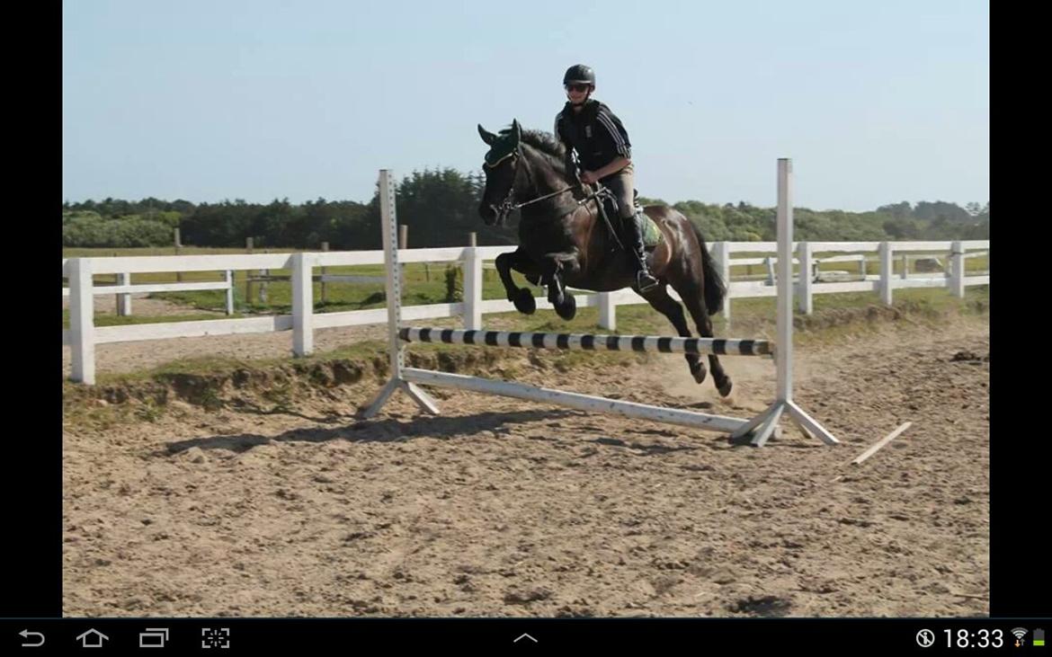 Islænder Svartur billede 11