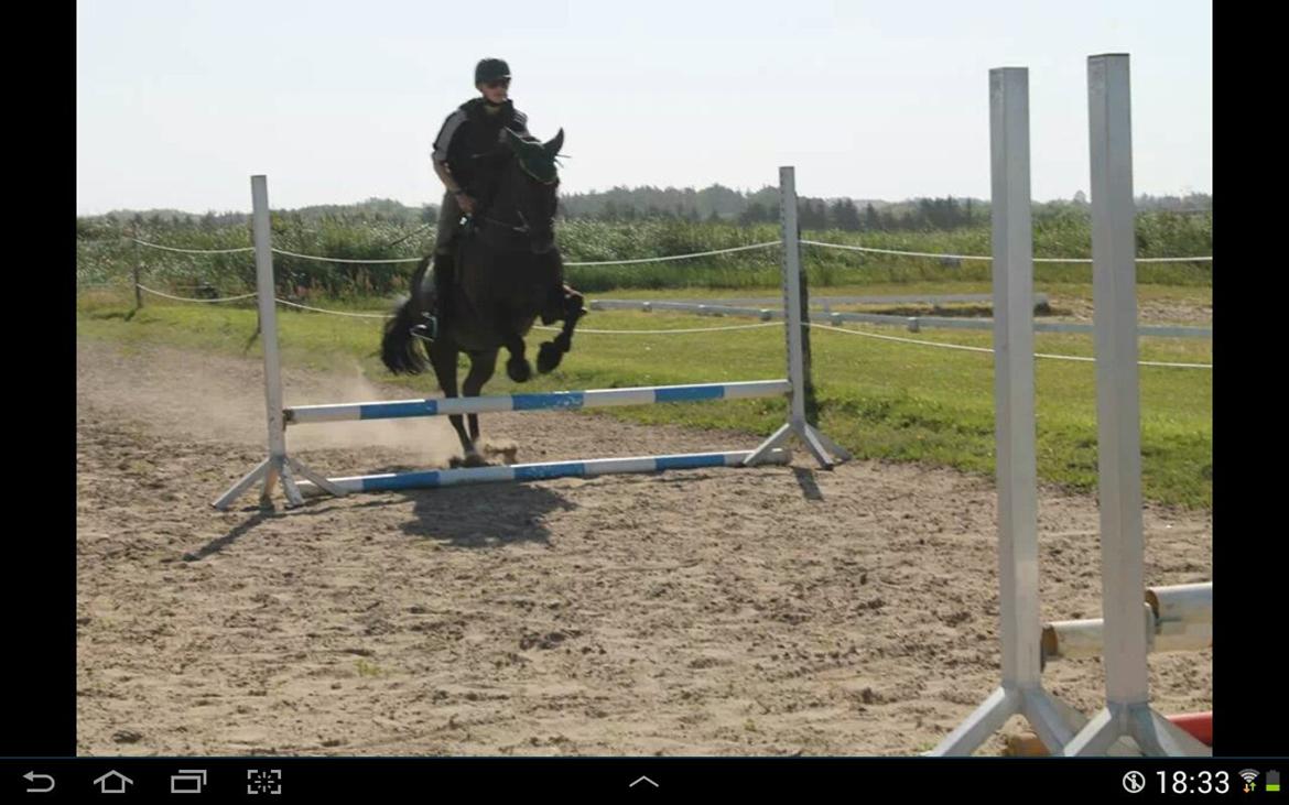 Islænder Svartur billede 13