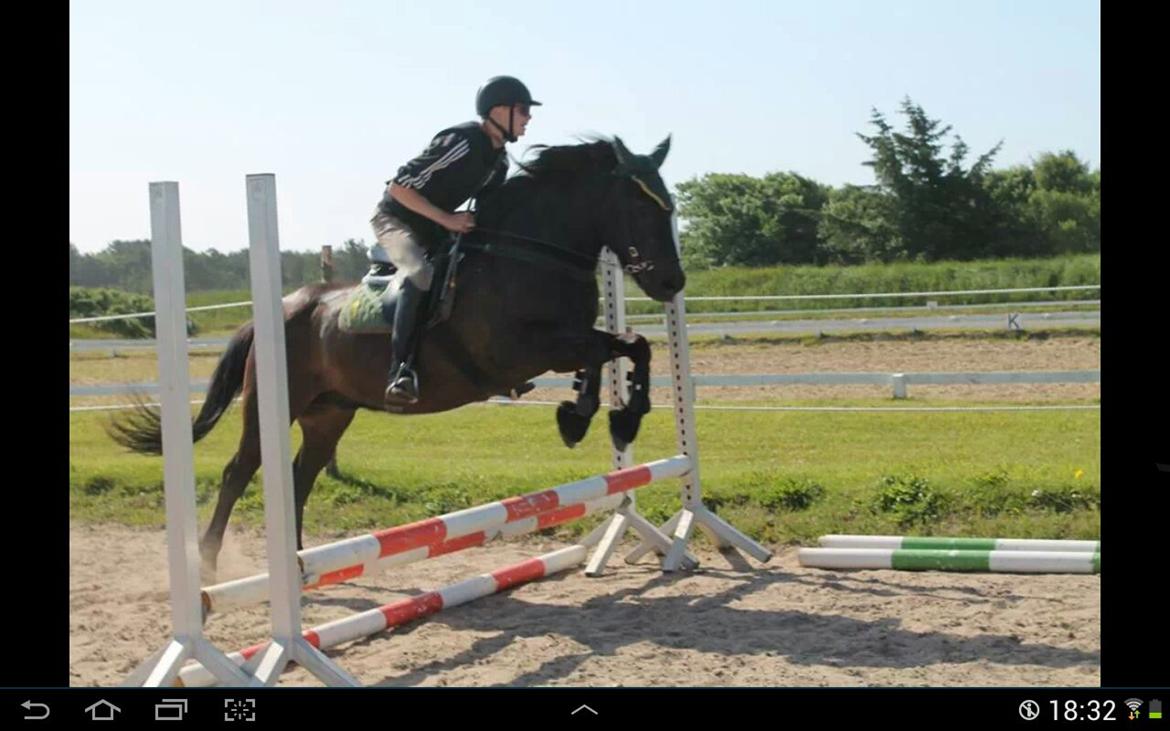 Islænder Svartur billede 14