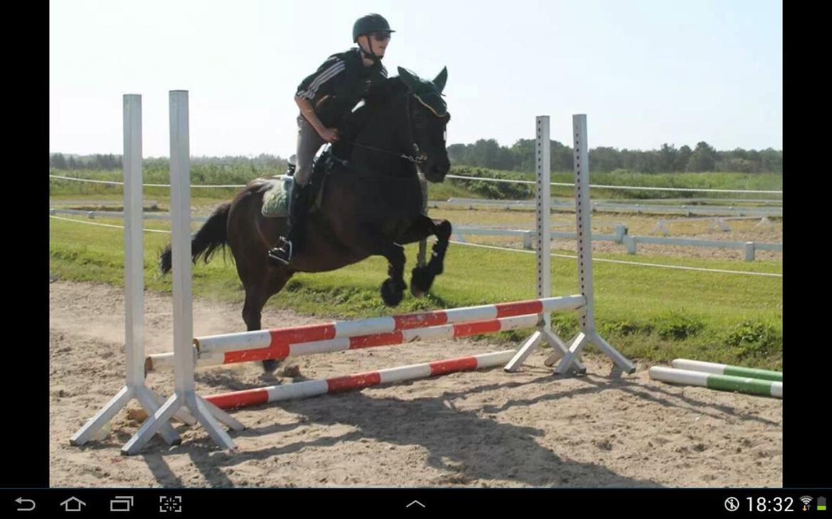 Islænder Svartur billede 15