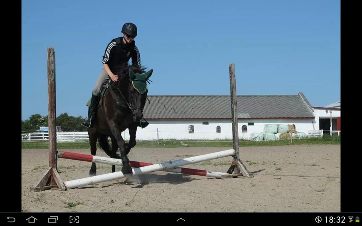 Islænder Svartur billede 16