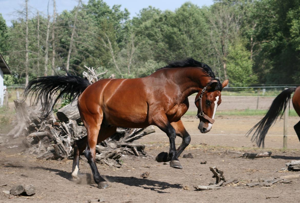 Dansk Varmblod Bøgegårdens "aladin" - Vilde drengerøv! :) Foto: Janie Sparrow billede 4