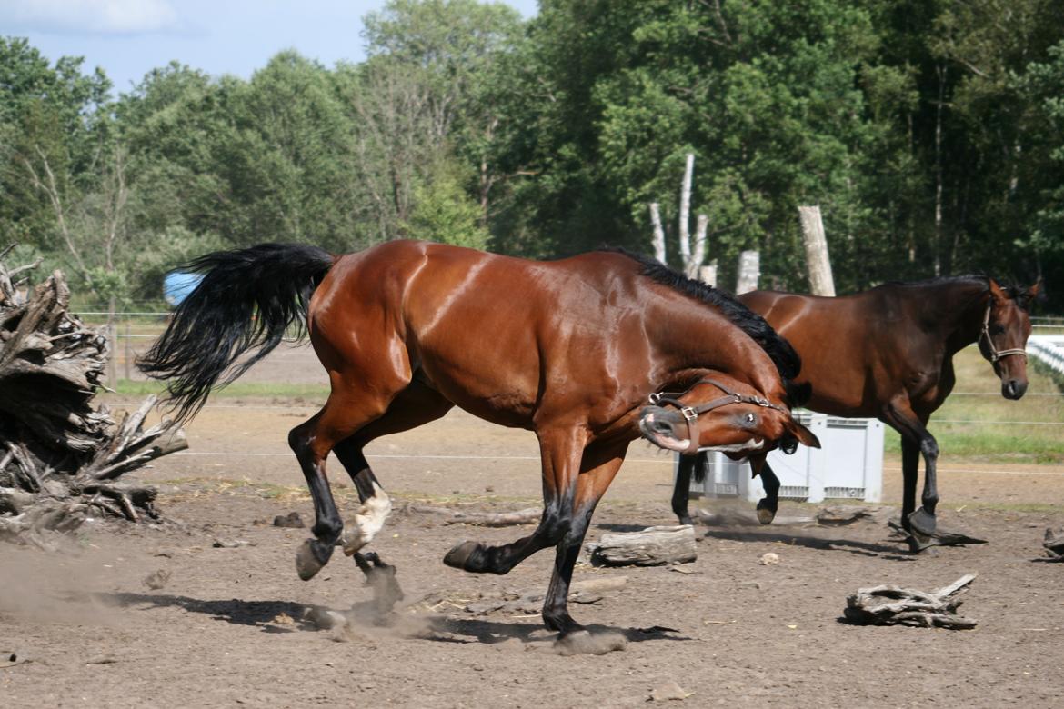 Dansk Varmblod Bøgegårdens "aladin" - Og yndig ser vi ud :P Foto: Janie Sparrow billede 6