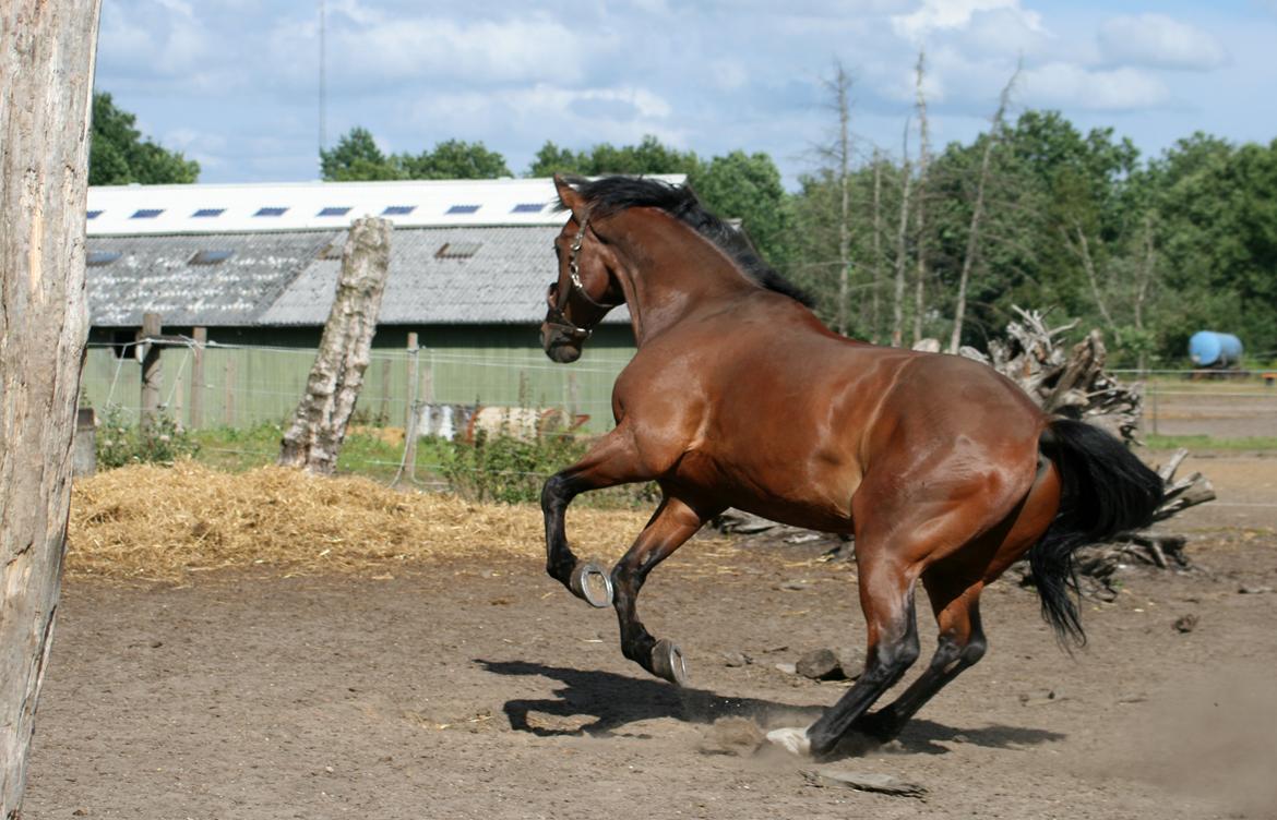 Dansk Varmblod Bøgegårdens "aladin" - Foto: Janie Sparrow billede 7